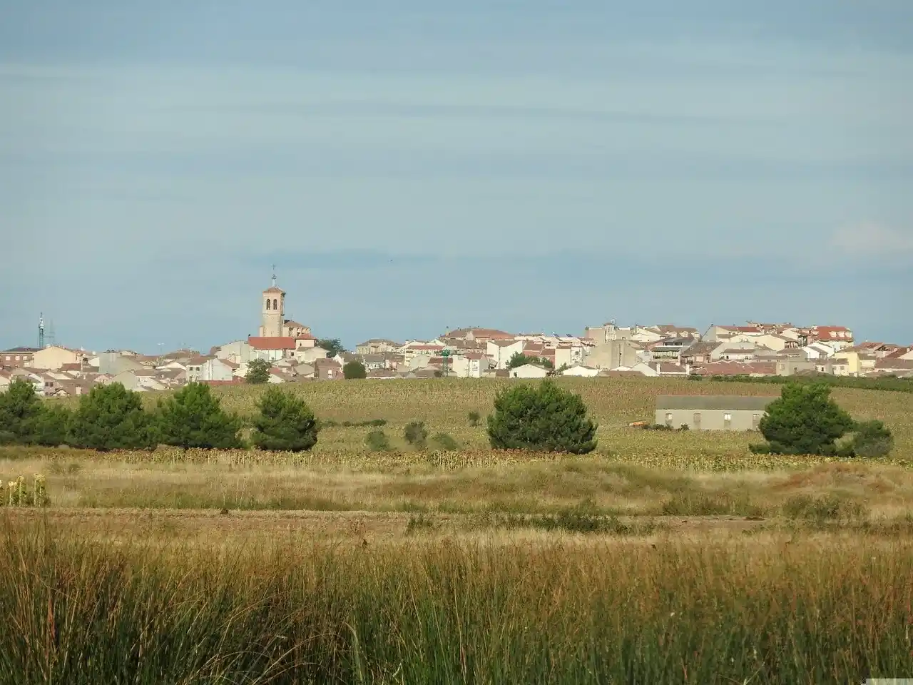 Mudanzas en Cantalejo 8 Mudanzas en Cantalejo: vista del pueblo desde los campos, con la torre de la iglesia y los pinares